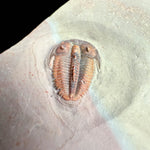 Close up of bolaspidella housensis trilobite fossil from Utah