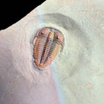 Bolaspidella housensis trilobite fossil from Utah, USA