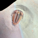 Bolaspidella housensis trilobite fossil from Utah, USA