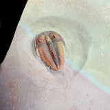 Bolaspidella housensis trilobite - Utah
