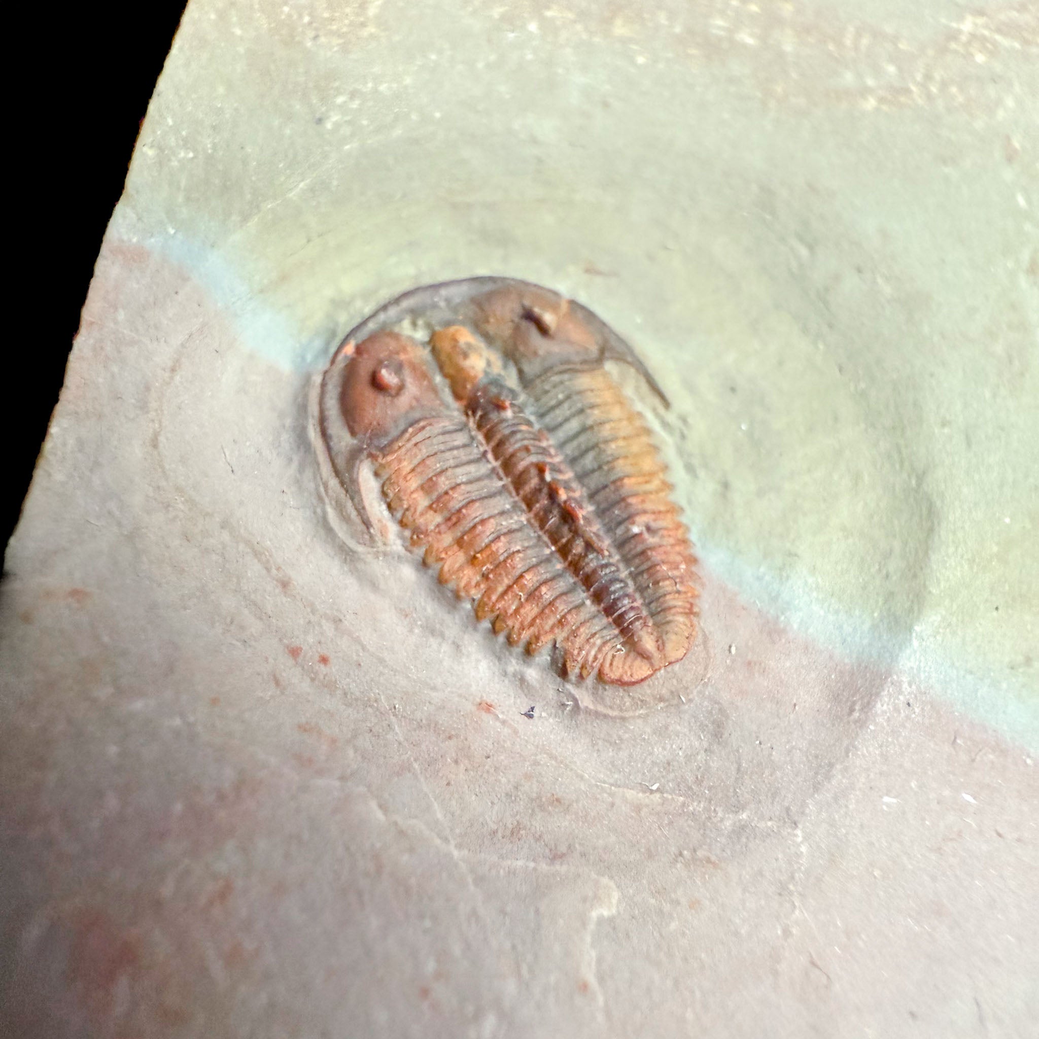 Detail view of bolaspidella trilobite fossil