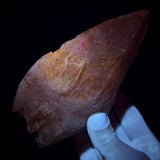 Calcite crystal displaying UV fluorescence