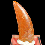 Carcharodontosaurus Dinosaur Tooth from Morocco