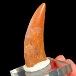 Fossil Dinosaur Tooth Carcharodontosaurus