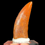Fossil Carcharodontosaurus Dinosaur Tooth