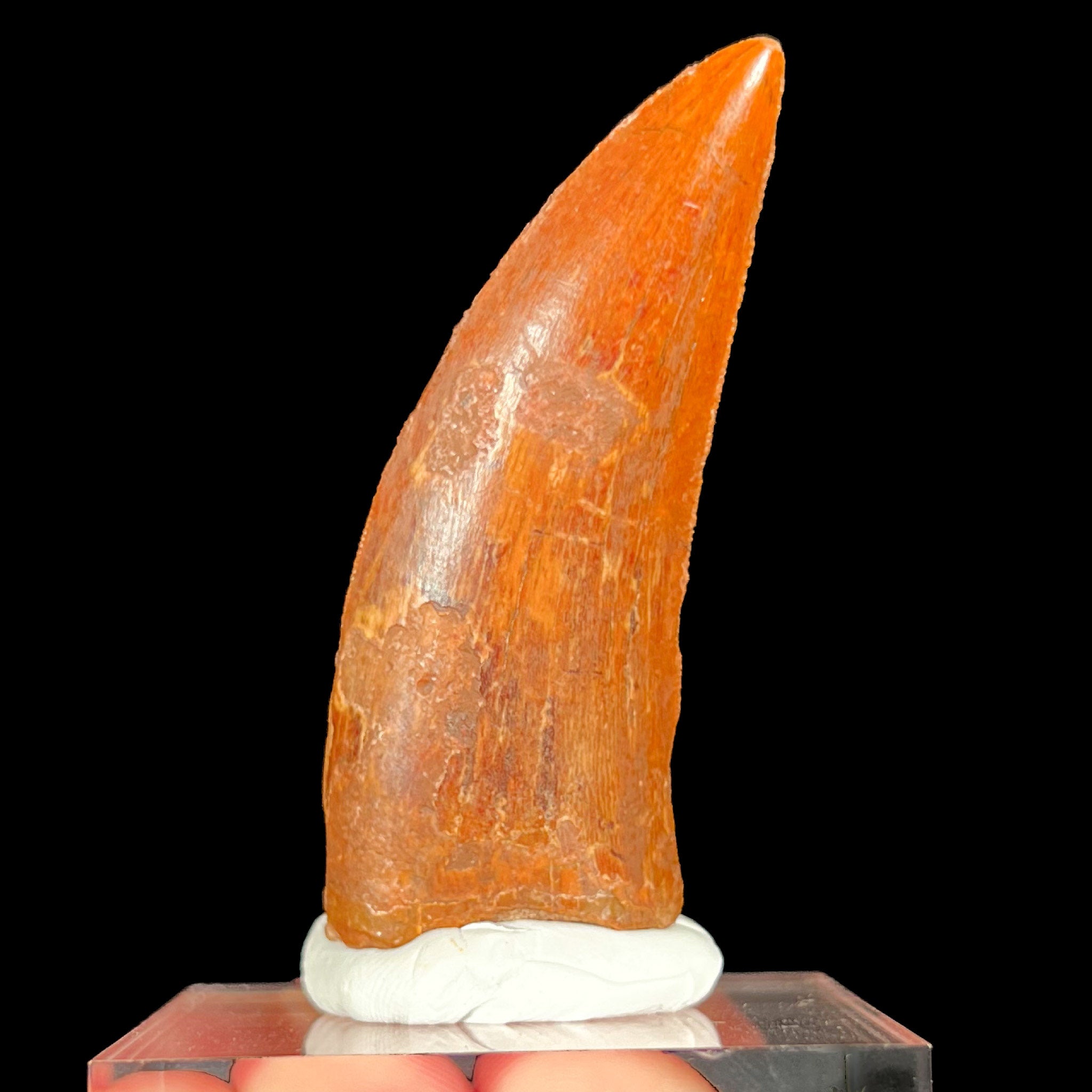 Fossil Carcharodontosaurus Dinosaur Tooth