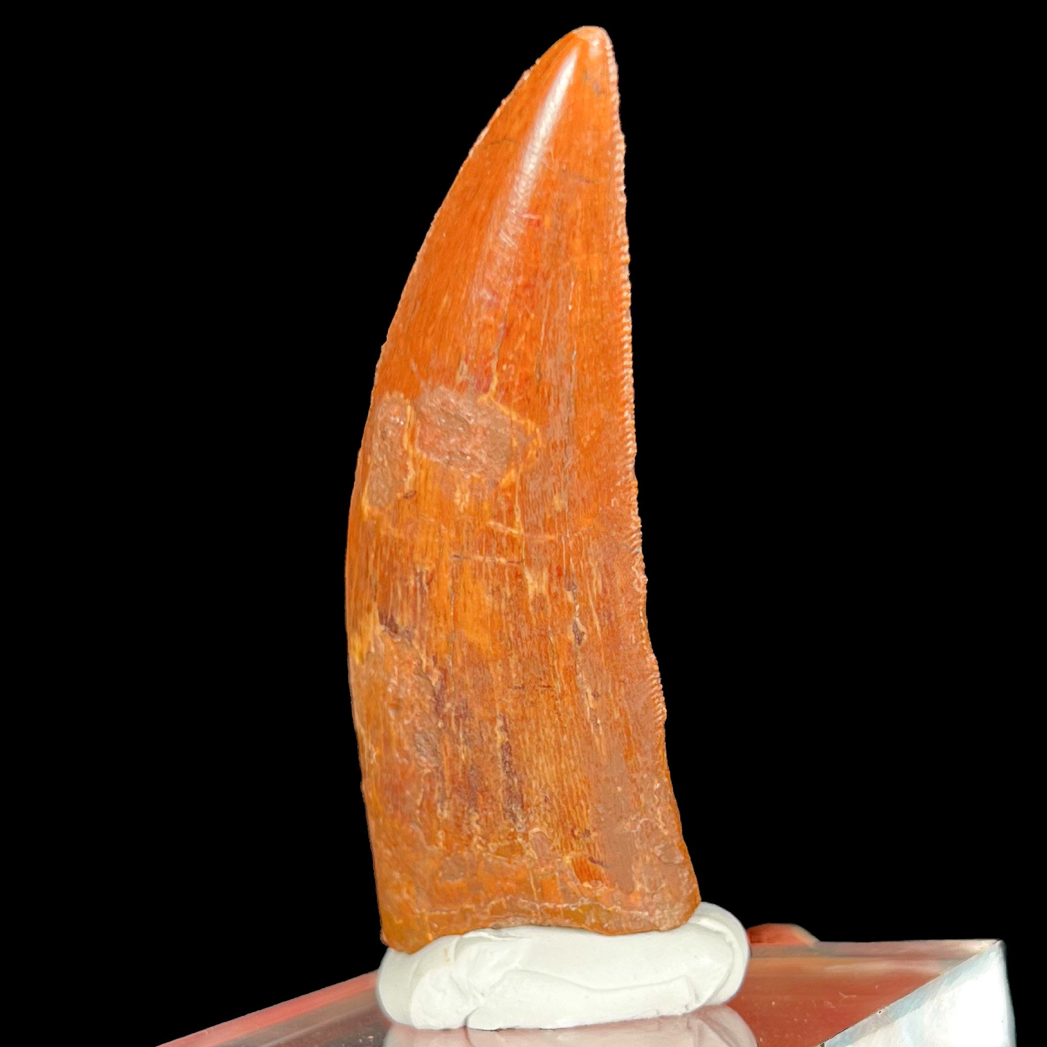 Carcharodontosaurus Dinosaur Fossil Tooth
