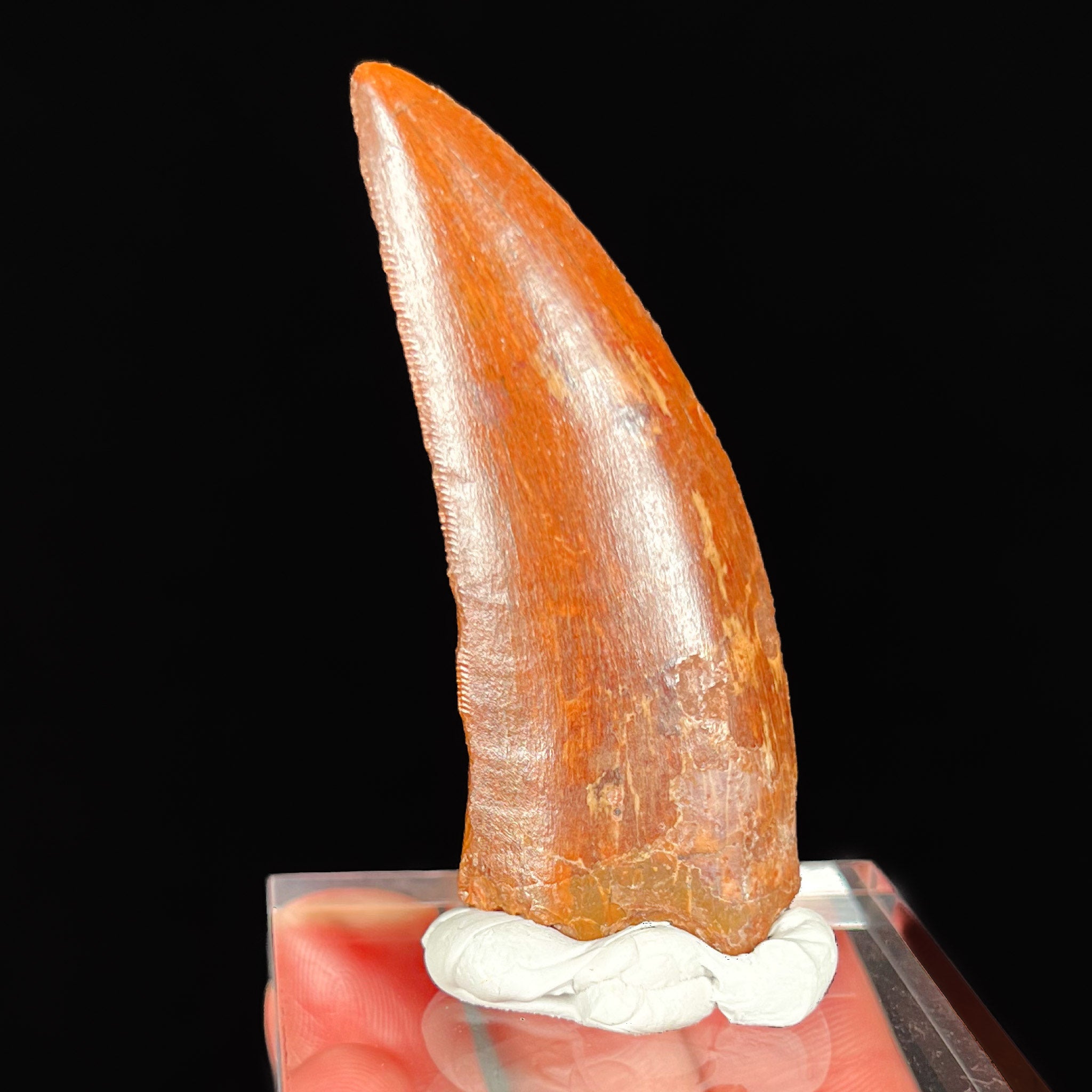 Authentic Carcharodontosaurus Dinosaur Tooth