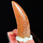 Fossil Carcharodontosaurus Dinosaur Tooth