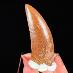 Carcharodontosaurus Dinosaur Tooth