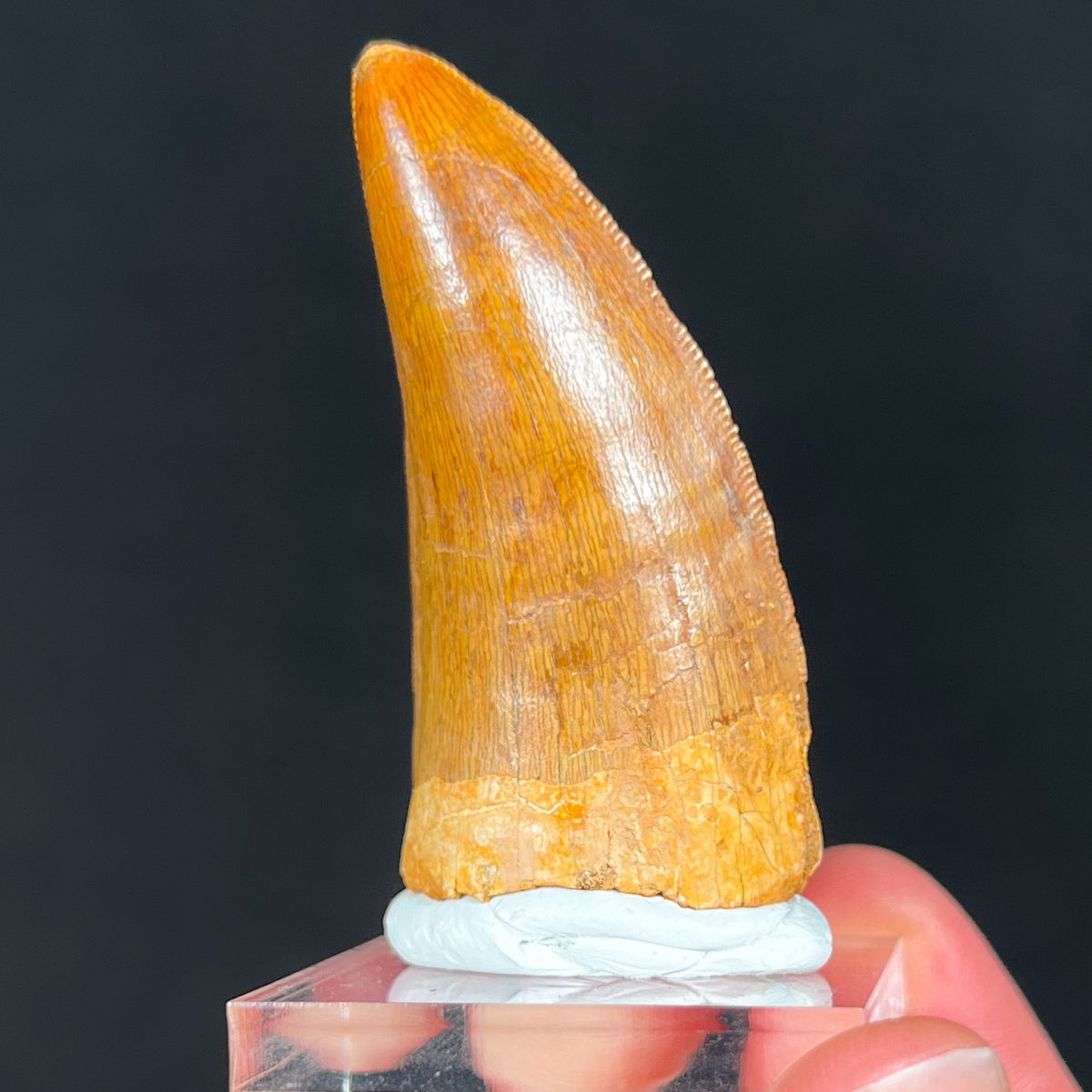 Authentic Carcharodontosaurus Tooth