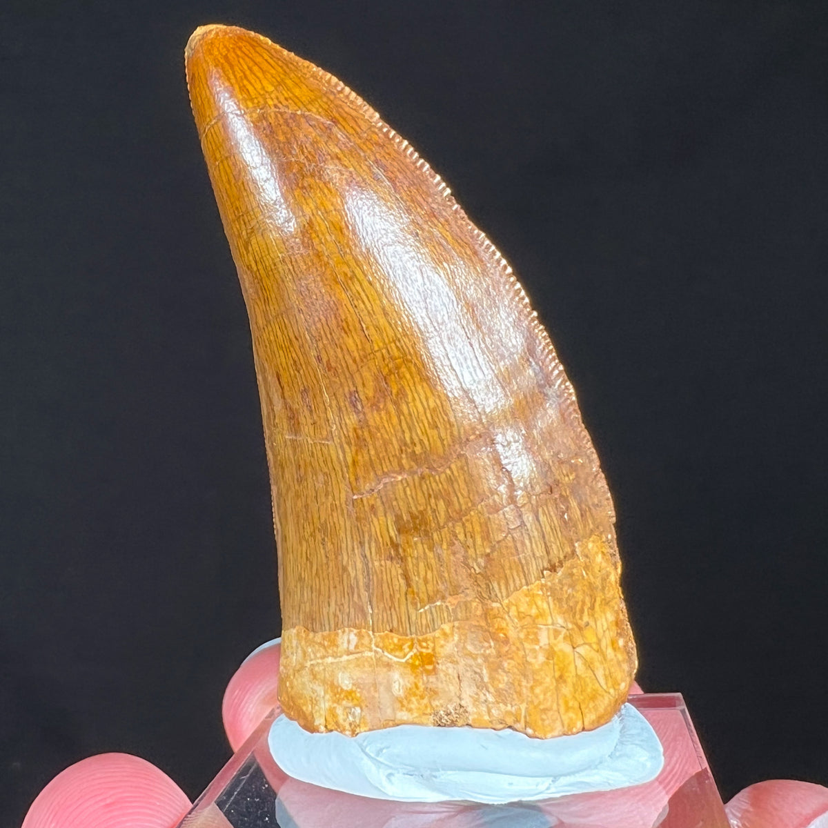 Carcharodontosaurus Tooth Fossil from Morocco