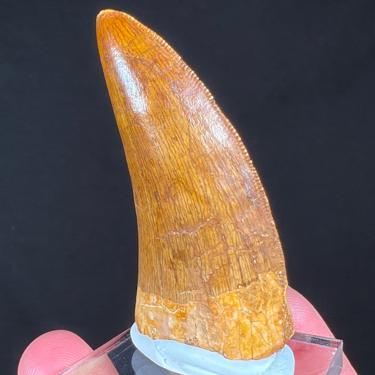 Carcharodontosaurus Tooth