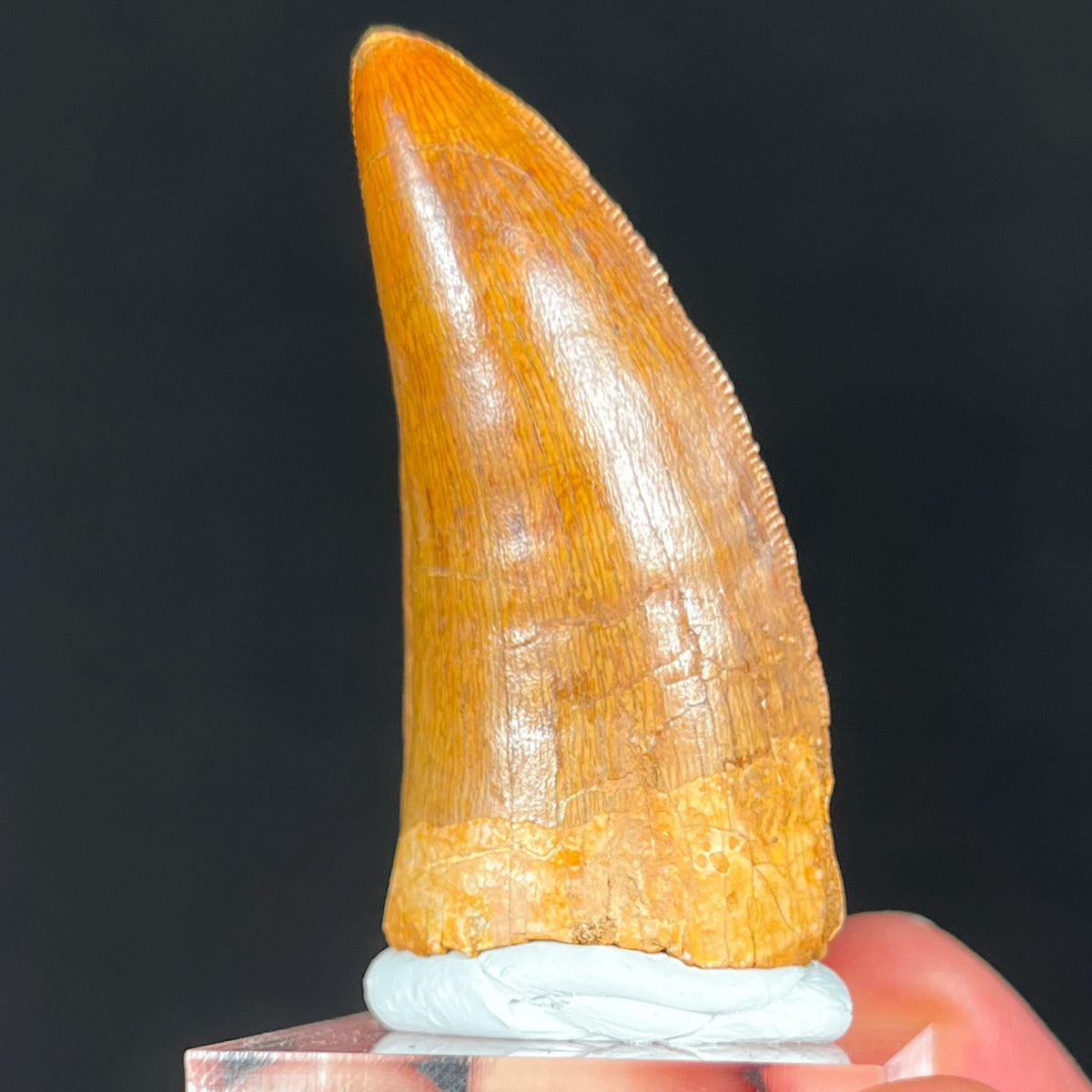 Dinosaur Tooth Carcharodontosaurus 