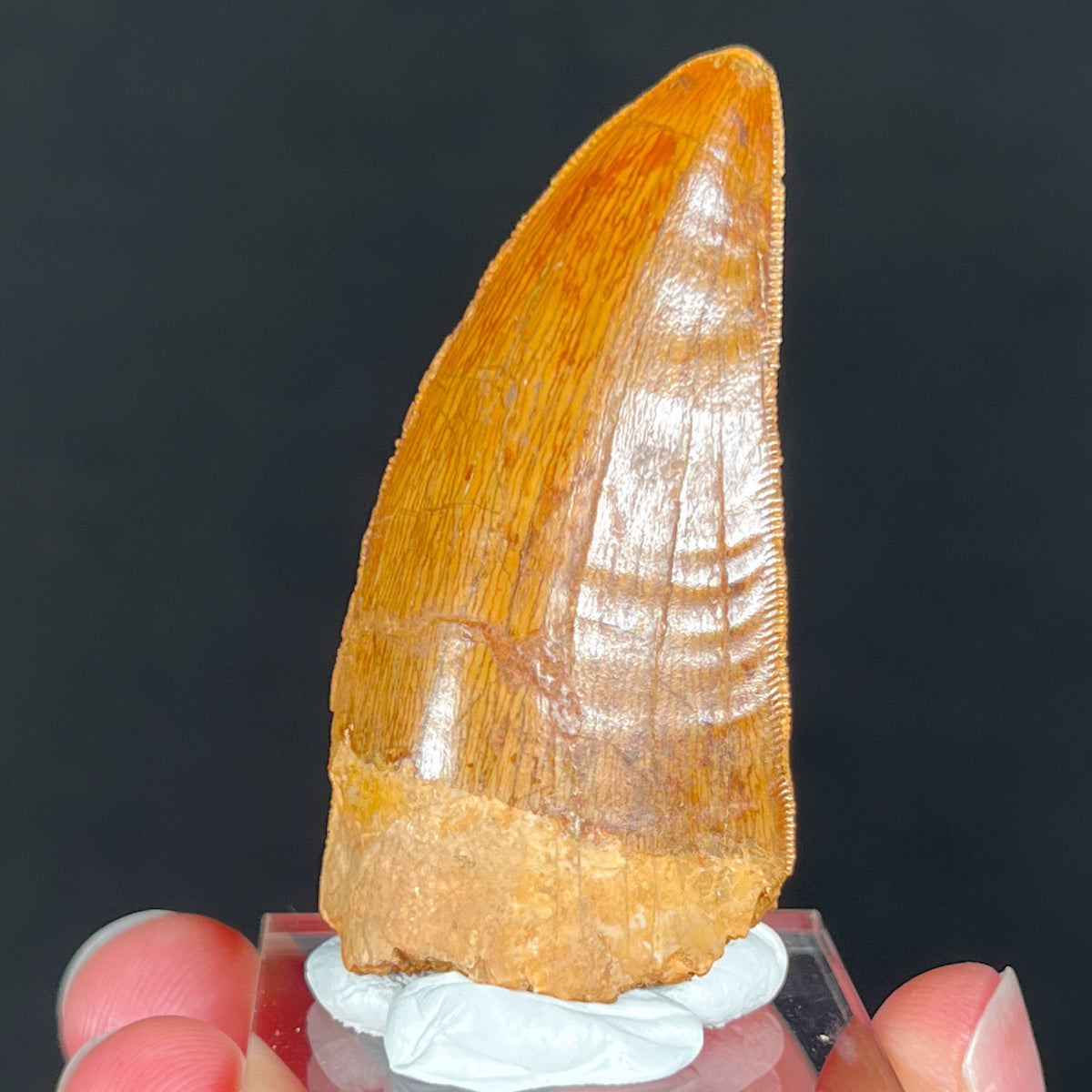 Carcharodontosaurus Tooth