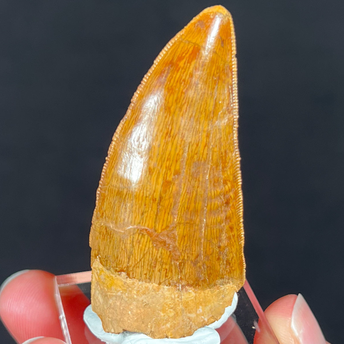 Carcharodontosaurus Fossil Tooth