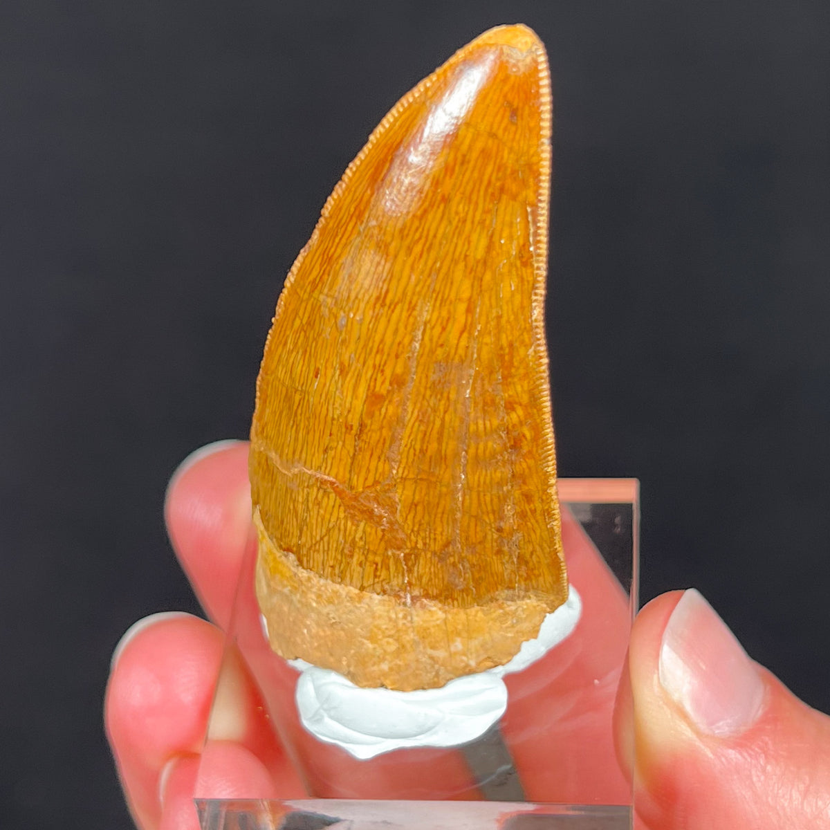 Fossil Carcharodontosaurus Dinosaur Tooth