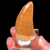 Carcharodontosaurus Dinosaur Tooth Fossil