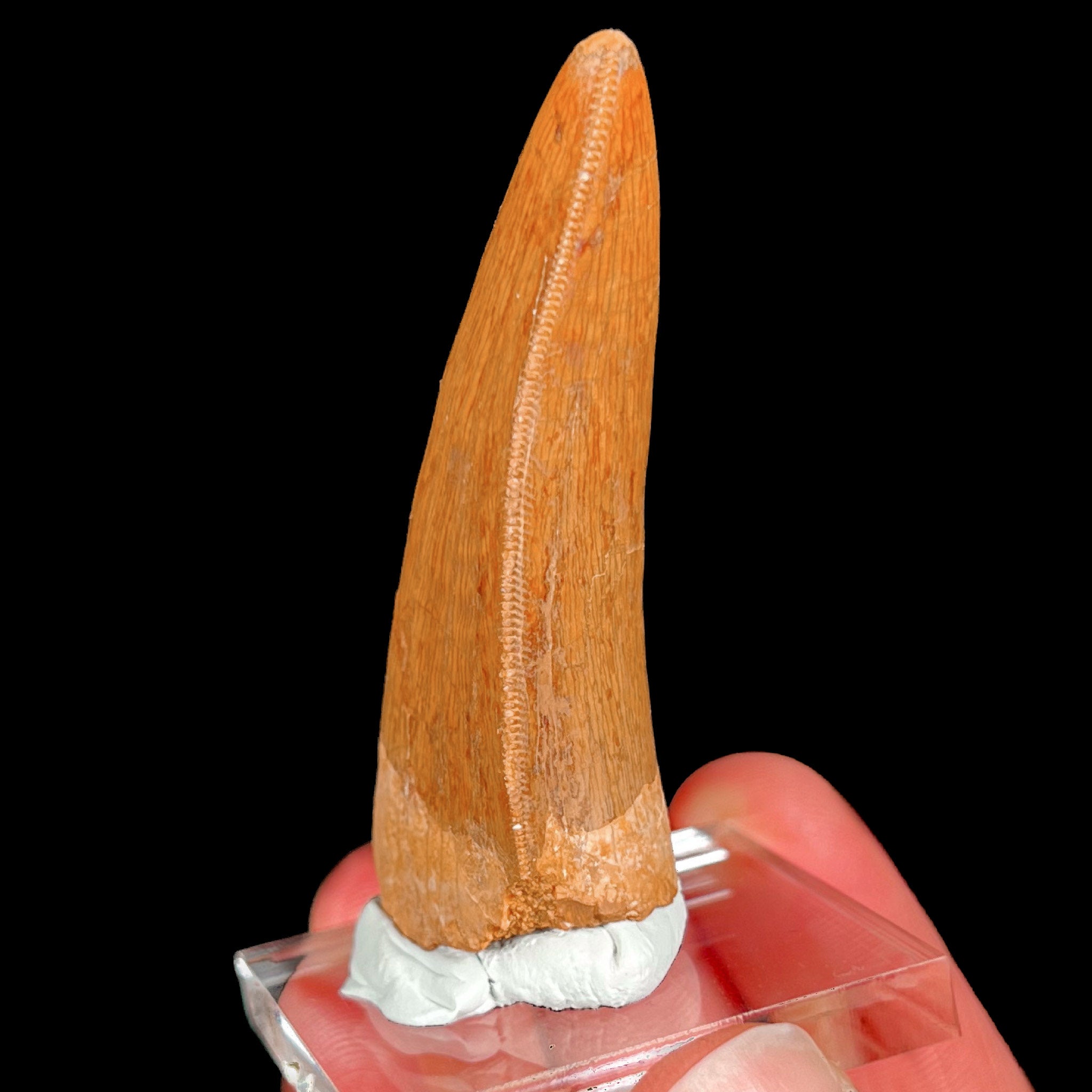 Large Carcharodontosaurus Dinosaur Tooth with Serrations