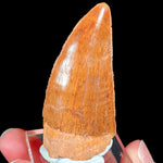 Authentic Carcharodontosaurus Dinosaur Tooth