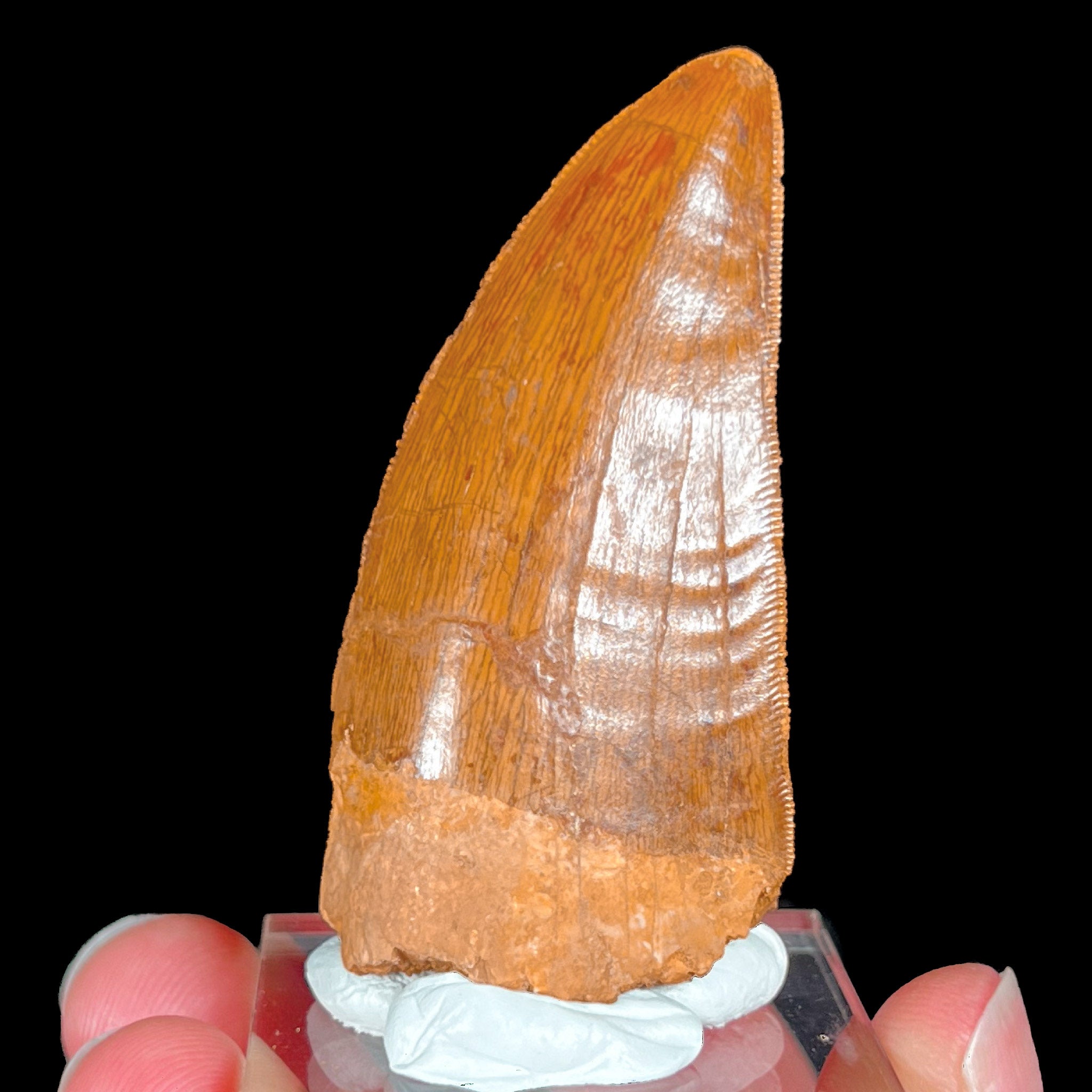 Fossil Carcharodontosaurus Tooth