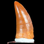 Large Fossil Carcharodontosaurus Dinosaur Tooth