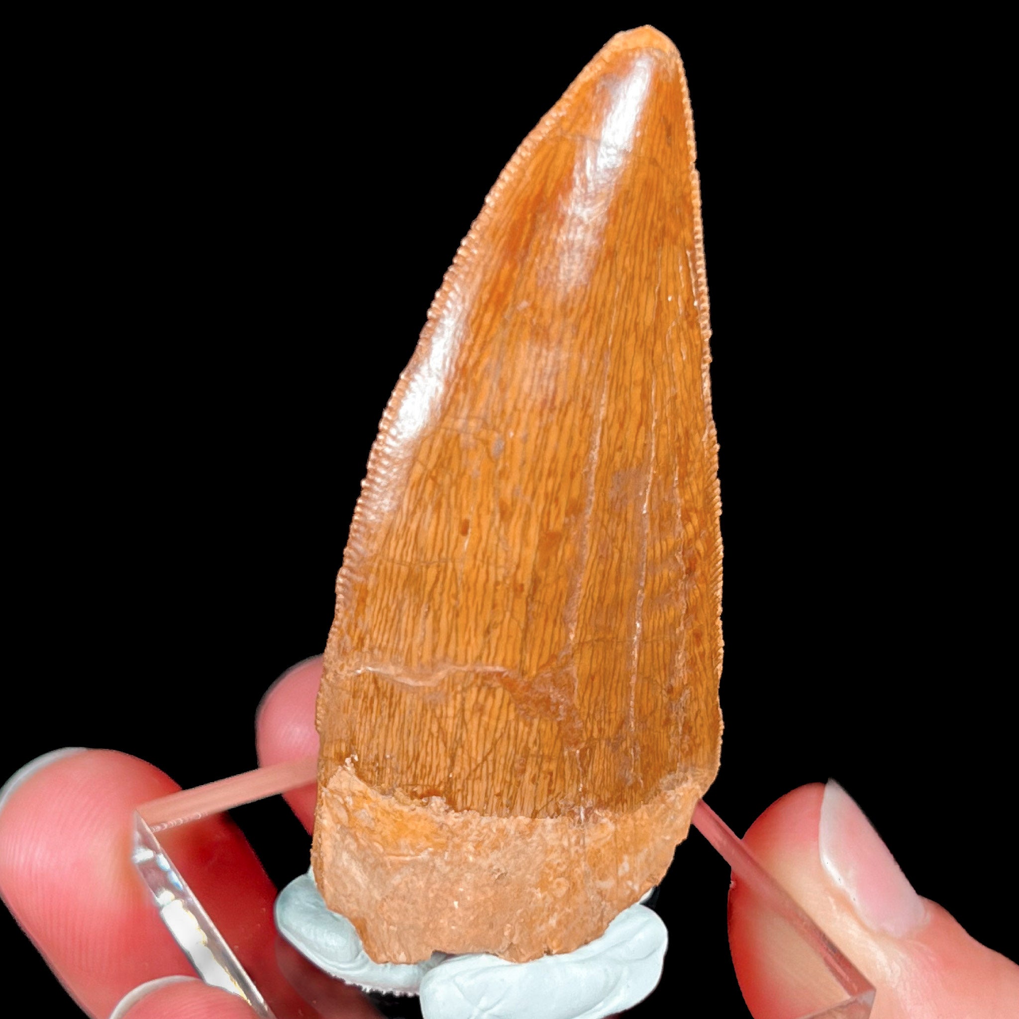 Fossil Carcharodontosaurus Dinosaur Tooth