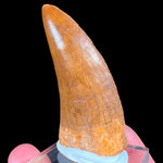 Fossil Carcharodontosaurus Dinosaur Tooth