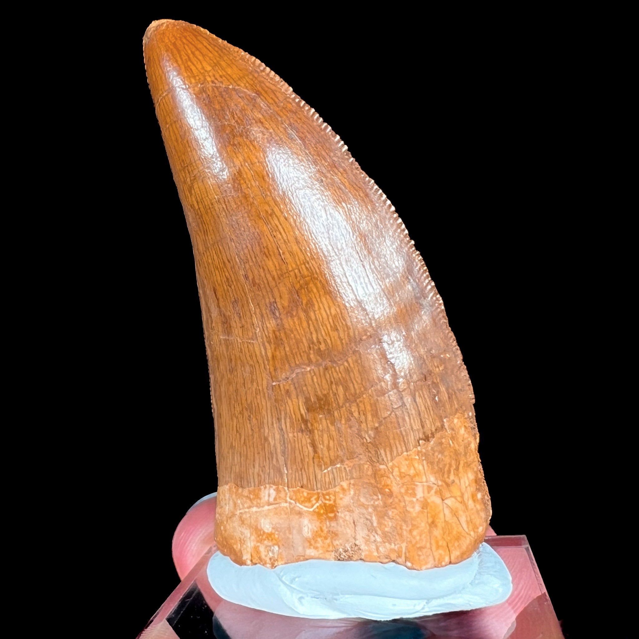Fossil Carcharodontosaurus Dinosaur Tooth