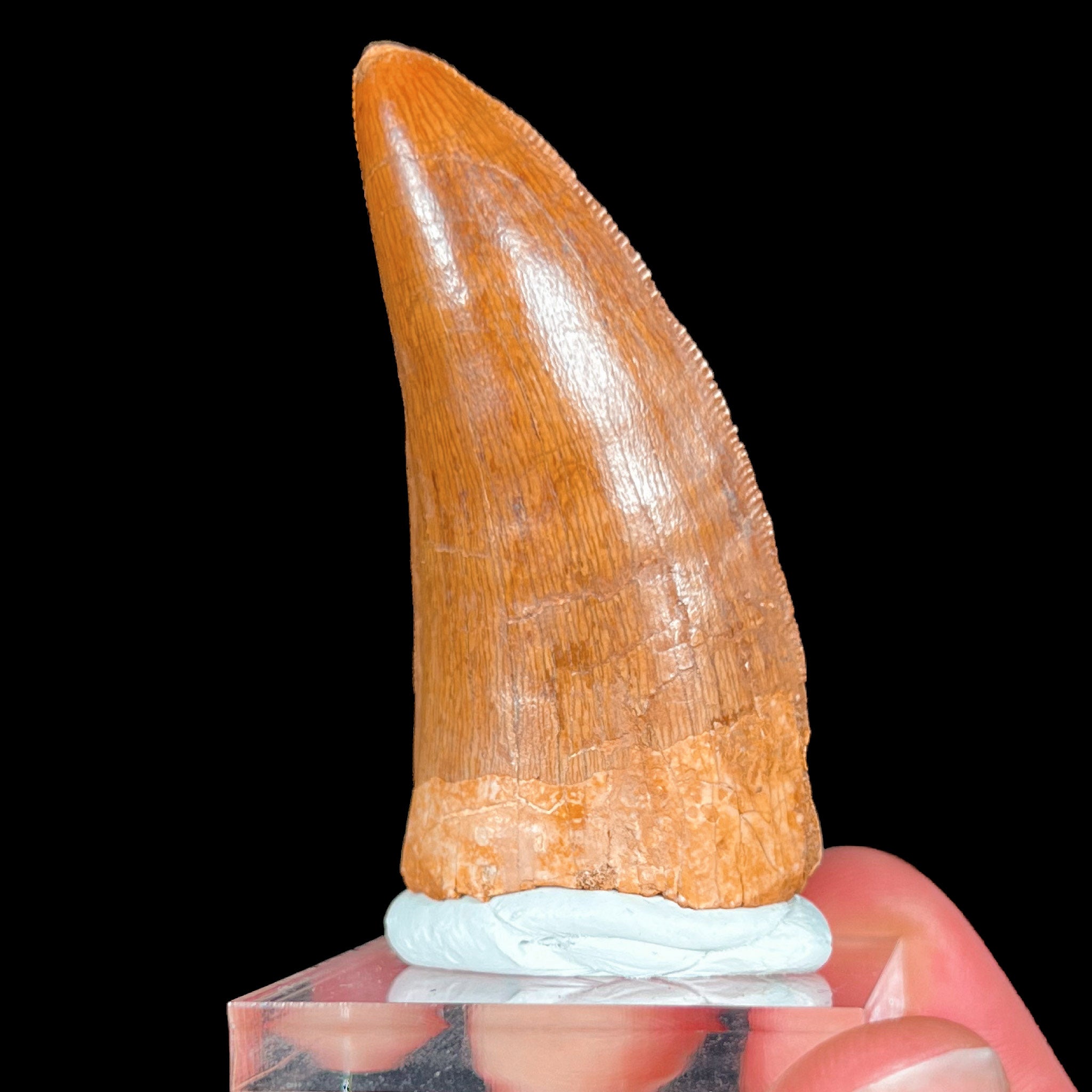 Large Carcharodontosaurus Dinosaur Fossil Tooth