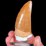 Large Carcharodontosaurus Dinosaur Tooth