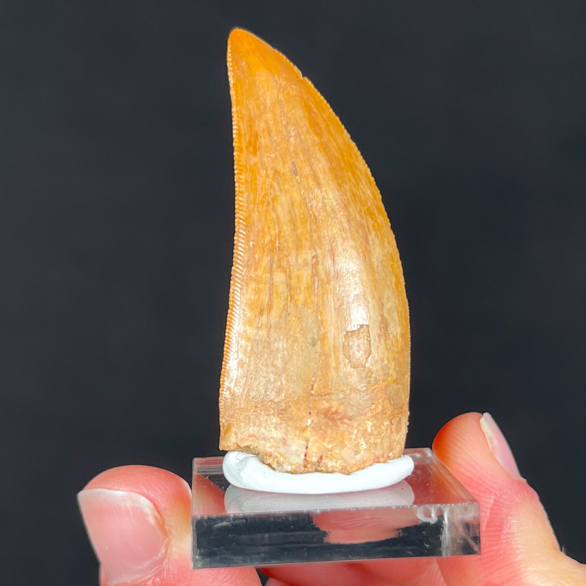 Fossil Carcharodontosaurus Tooth