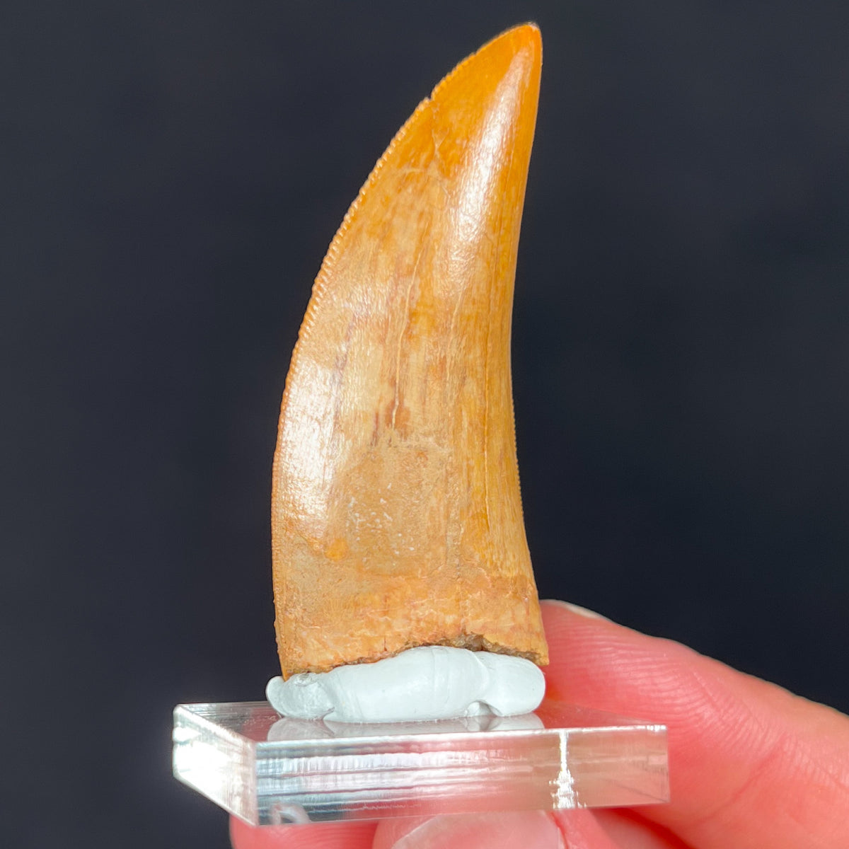 Carcharodontosaurus Fossil Tooth