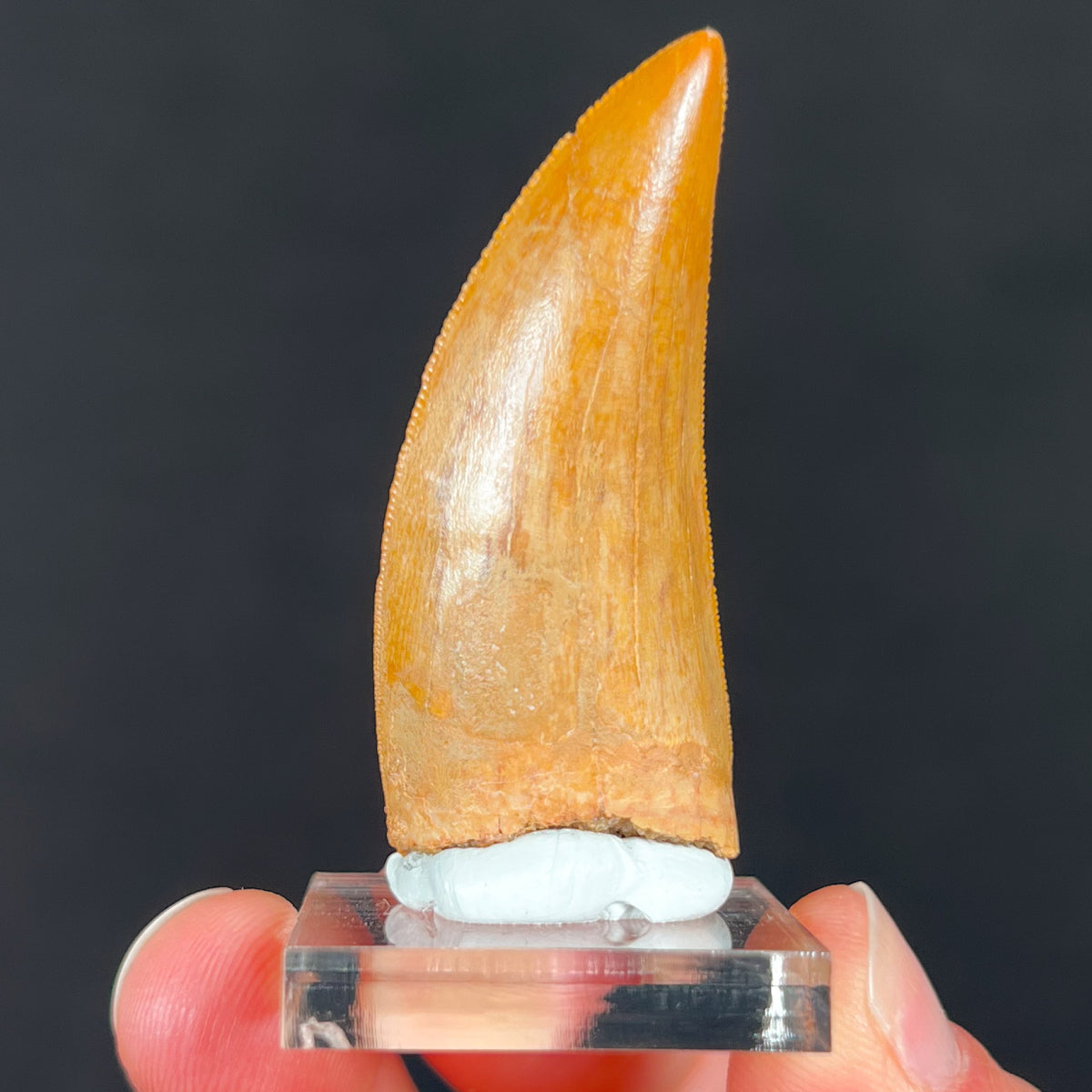 Carcharodontosaurus Tooth