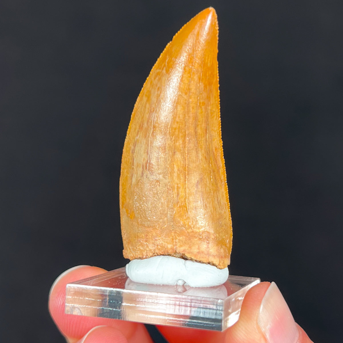 Fossil Carcharodontosaurus Natural Tooth