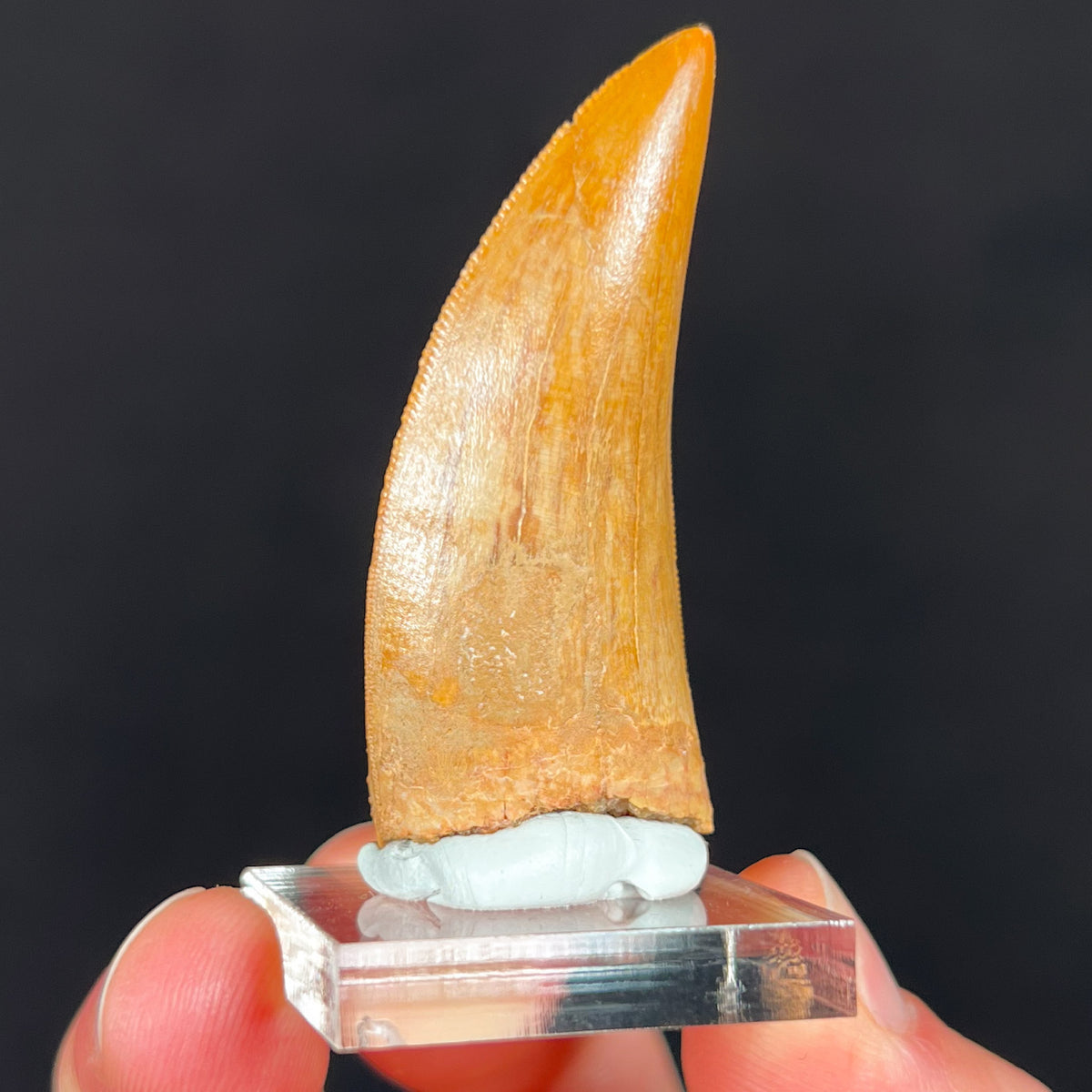 Real Carcharodontosaurus Tooth 