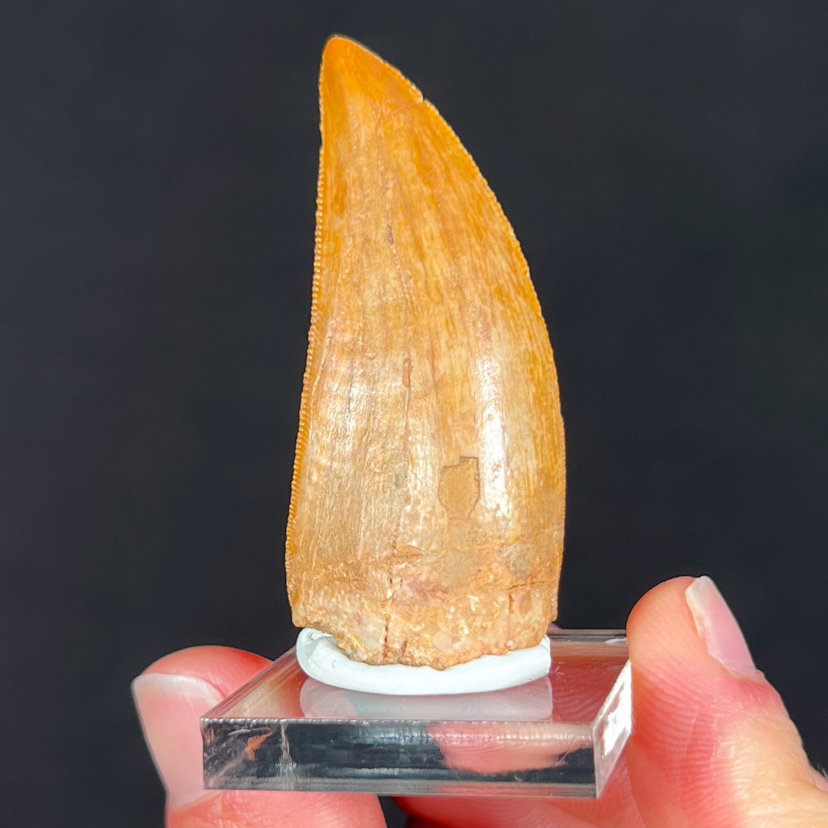 Natural Carcharodontosaurus Fossil Tooth