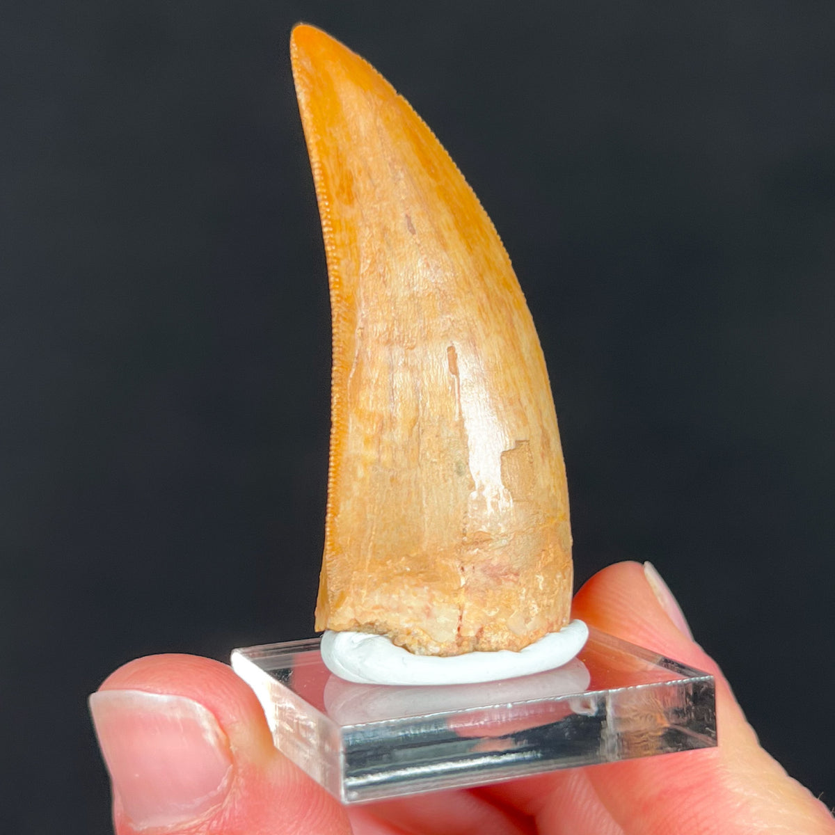 Carcharodontosaurus Tooth with Serrated Edges