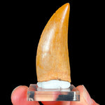 Authentic Carcharodontosaurus Tooth