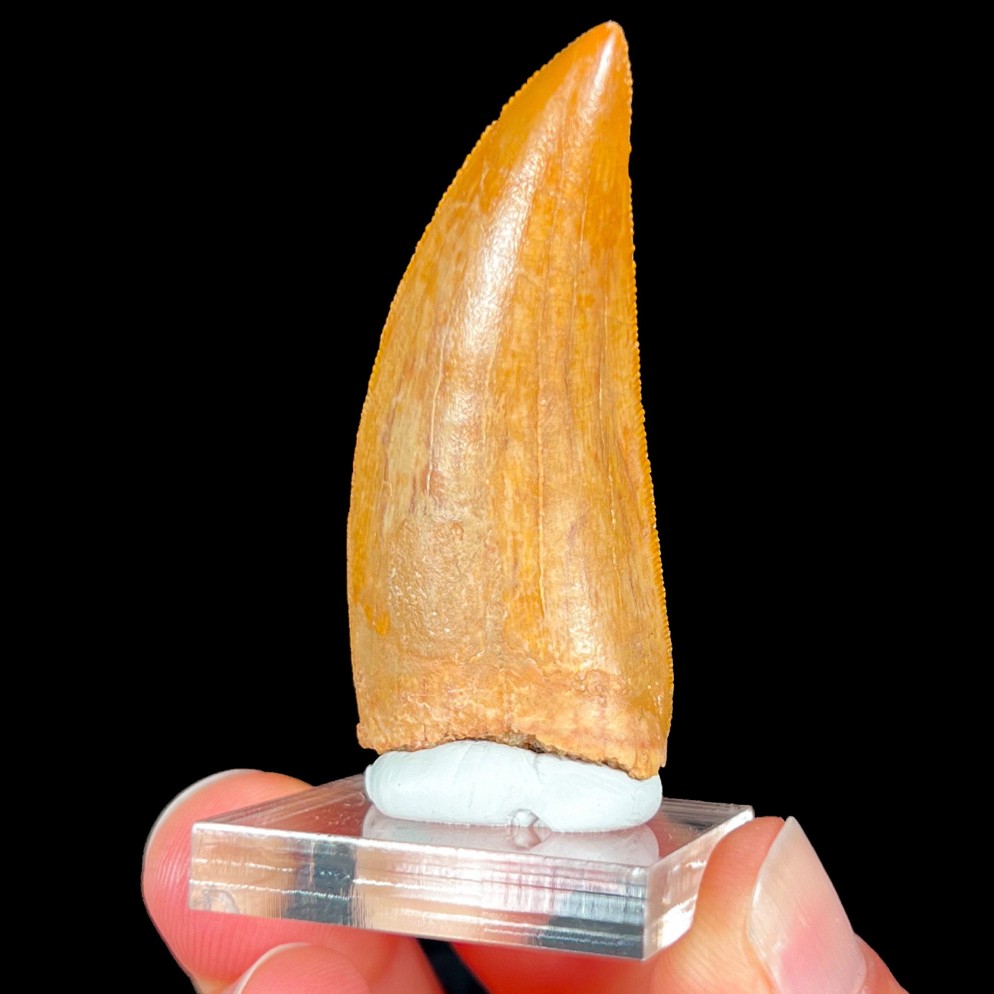 Authentic Fossil Carcharodontosaurus Tooth