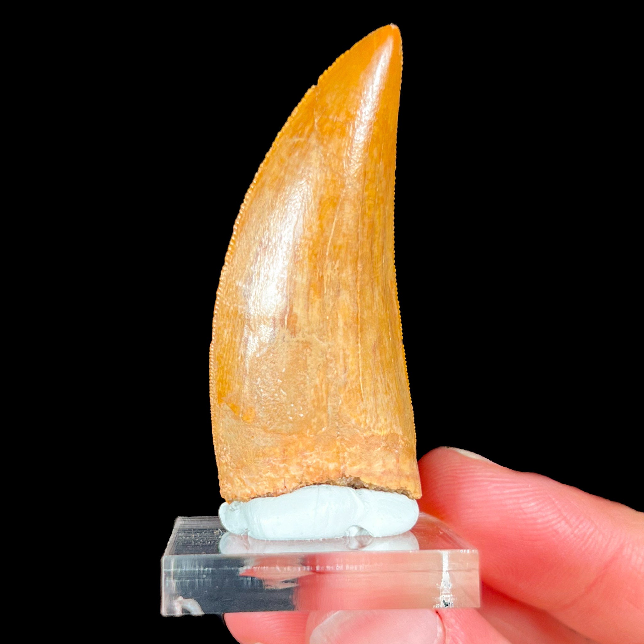 Authentic Fossilized Carcharodontosaurus Tooth