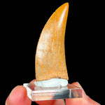 Authentic Carcharodontosaurus Tooth from Morocco