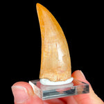 Authentic Fossil Carcharodontosaurus Tooth