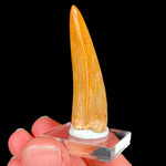 Fossil Carcharodontosaurus Tooth