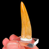 Fossil Carcharodontosaurus Tooth