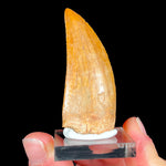 Authentic Carcharodontosaurus Tooth