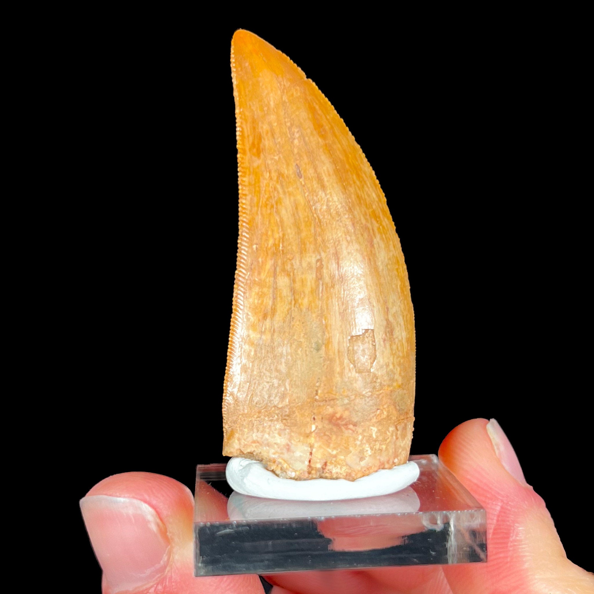 Authentic Carcharodontosaurus Tooth
