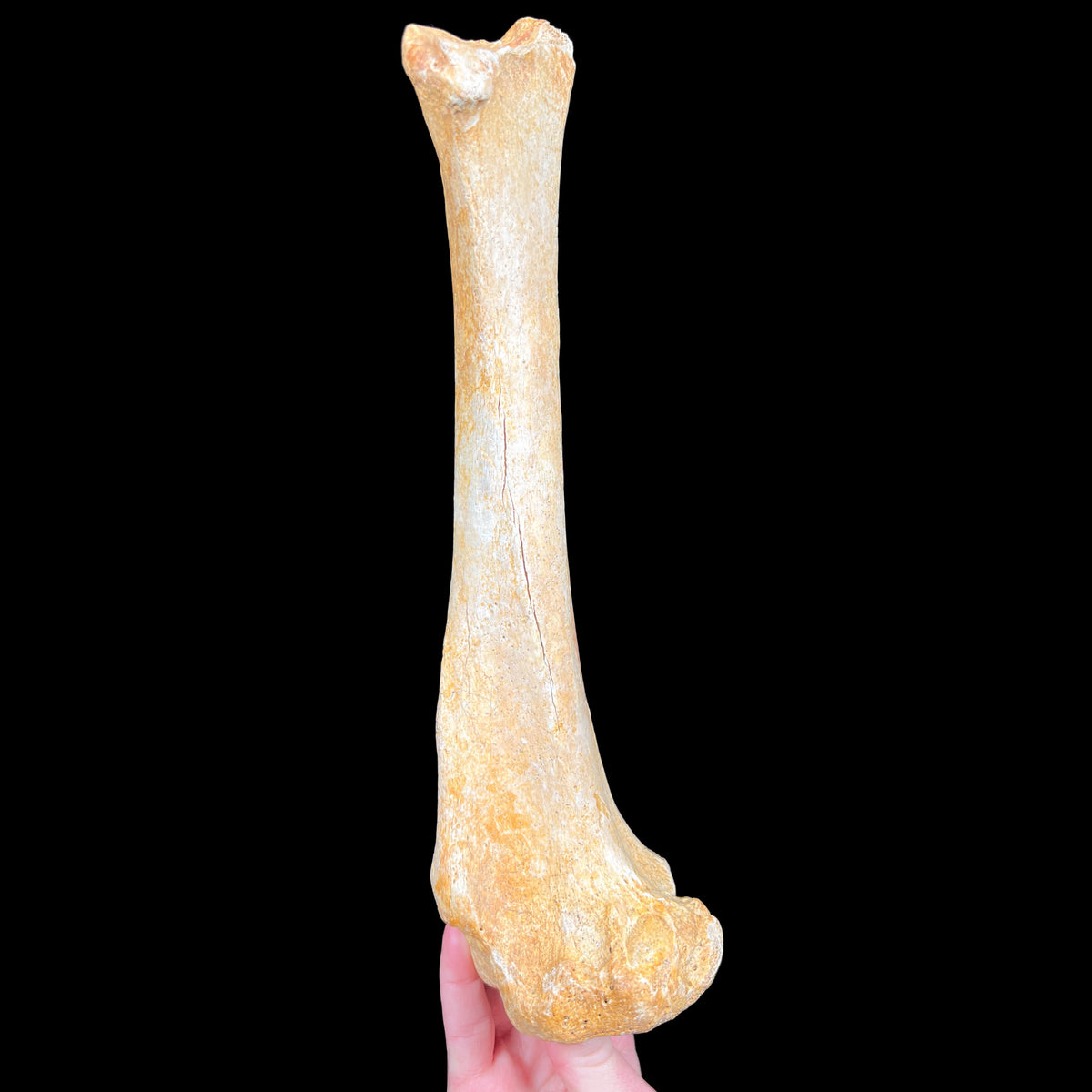 Ursus spelaeus bone