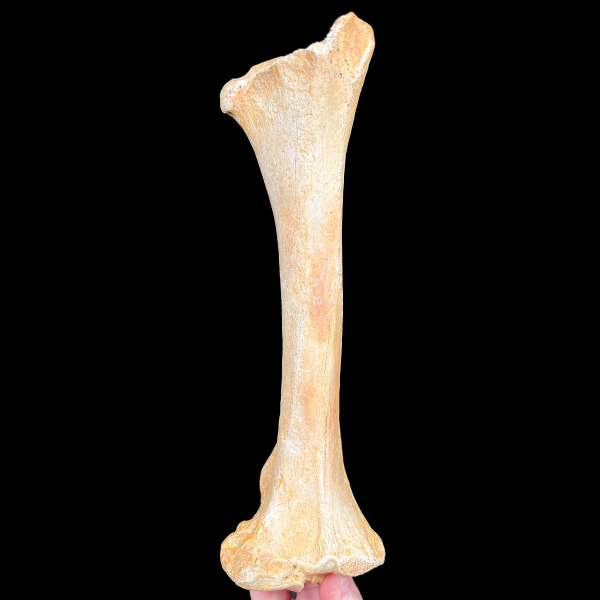 Ursus spelaeus fossil bone