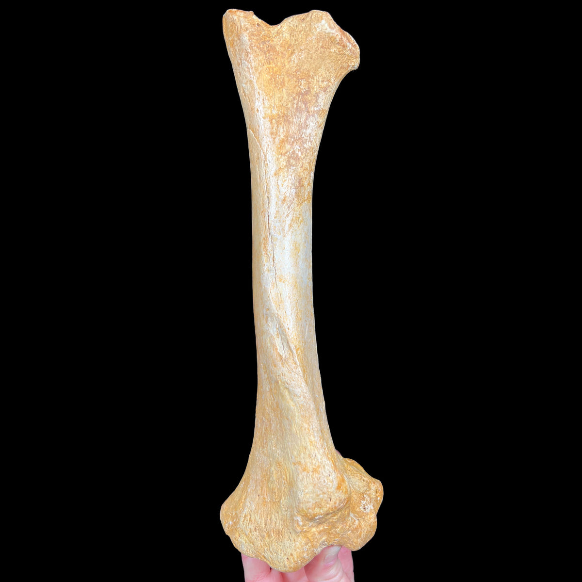 Ursus spelaeus fossil leg bone